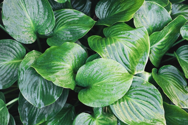 Feuille tropicale avec des gouttes d'eau