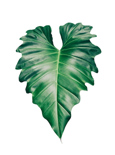 feuille tropicale grand philodendron vert isolé sur fond blanc