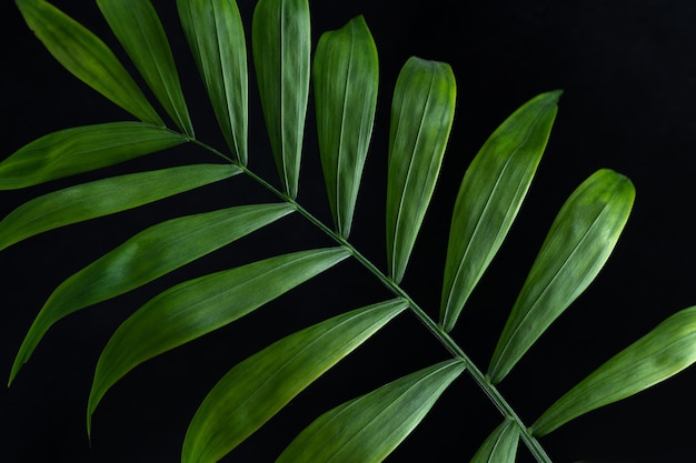 Feuille tropicale de palmier exotique sur fond noir, vue en gros