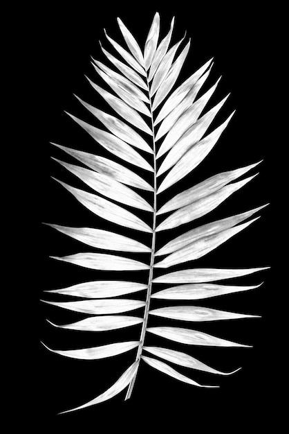 Feuille tropicale de palmier isolée sur fond noir Image modifiée numériquement avec effet de solarisation noir et blanc