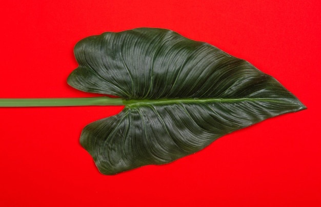 Feuille tropicale verte fraîche sur fond rouge. Modèle de conception d'affiche à plat de style minimaliste