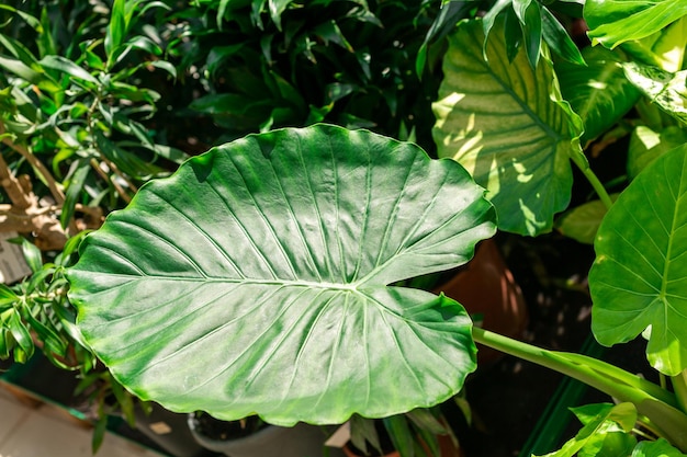 Feuille tropicale verte se bouchent