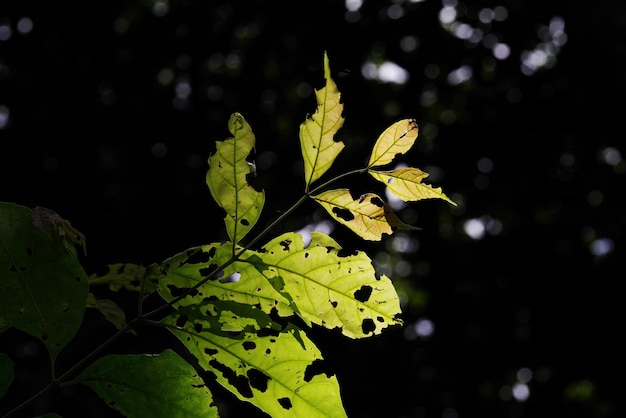 Une feuille avec un trou dedans est vue dans l'obscurité.