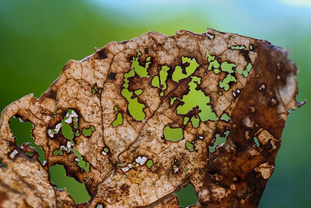 Photo une feuille avec un trou qui a été arrachée.