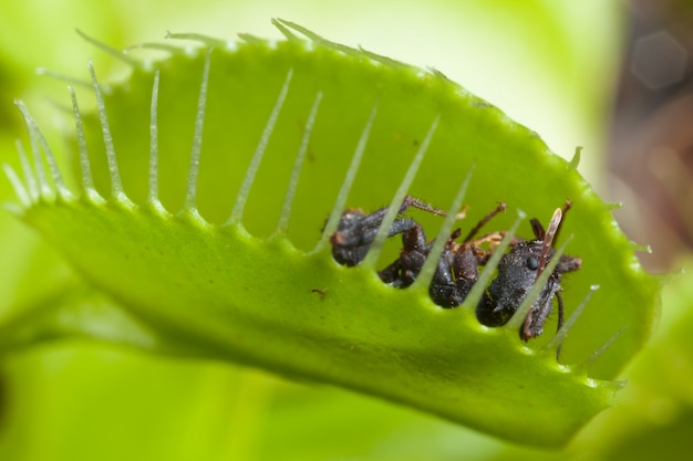 Feuille vénus attrape-mouche manger mouche