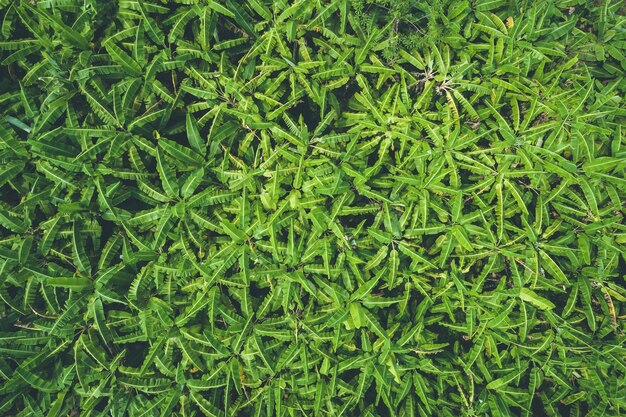 Feuille vert foncé de bananier dans le champ et le fond. Vue aérienne du drone volant