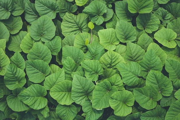 Feuille vert foncé nature de plante de lierre pour la texture et l&#39;arrière-plan. Vue de dessus