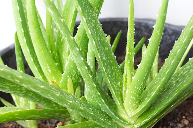 Feuille verte Aloe Vera avec une goutte d&#39;eau.