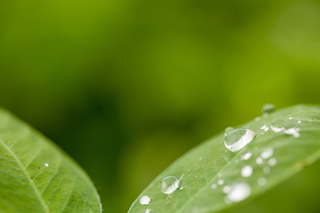 Feuille verte d'arachide sur fond de verdure floue avec des gouttes de rosée. Gros plan, copiez l'espace pour le texte.