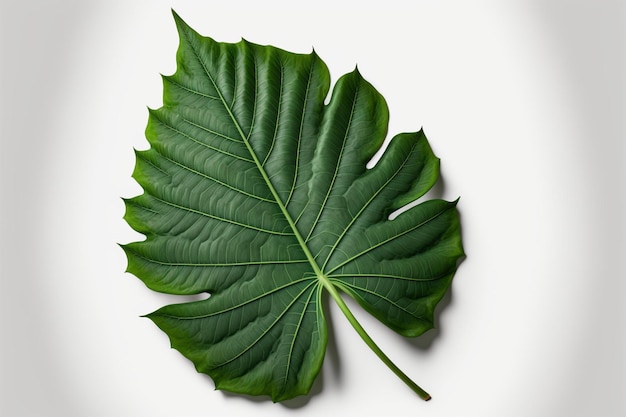 Feuille verte d'arbre avec fond blanc