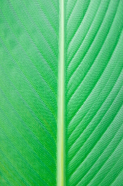 feuille verte en arrière-plan