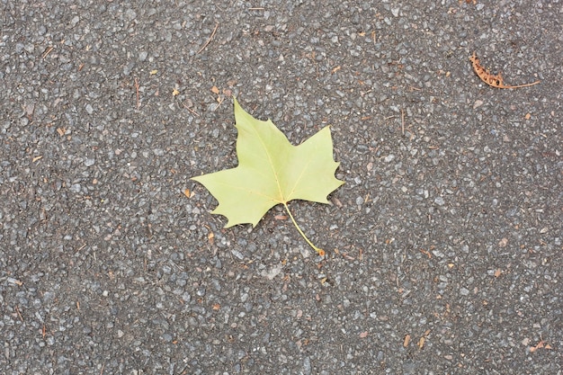 Feuille verte sur l'asphalte