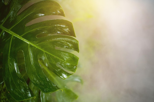 Feuille verte au fond de l'été