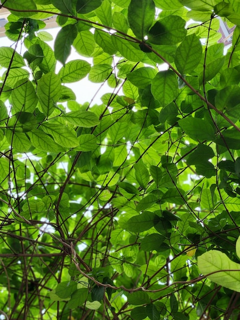 Feuille verte au fond de la nature