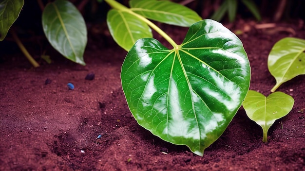 Photo une feuille verte au sol