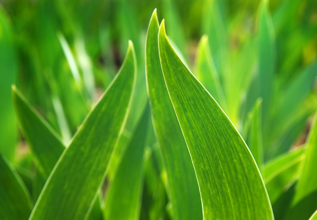 Feuille verte au soleil