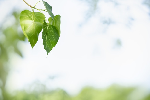 Feuille verte de belle vue de nature sur la verdure brouillée et le fond blanc de ciel avec l'espace de copie