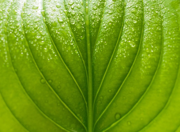 Feuille verte bouchent fond naturel