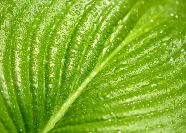 Feuille verte bouchent fond naturel