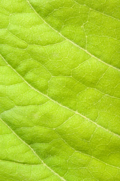 Feuille verte bouchent