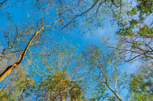 Feuille verte sur une branche d'arbre contre le ciel bleu au printemps nature background