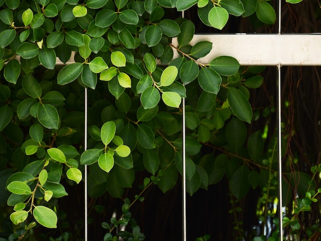 Photo feuille verte et branche au mur de la cage en métal