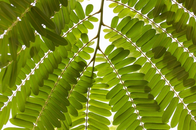 Feuille verte et branche