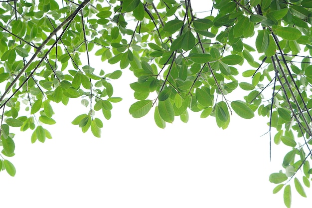 Feuille verte et branches sur fond blanc