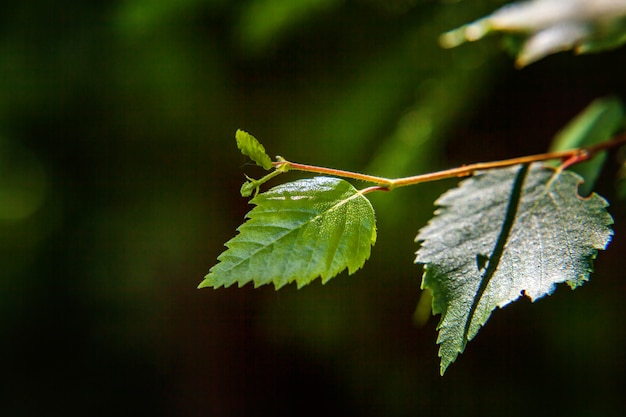 Feuille verte brillant au soleil