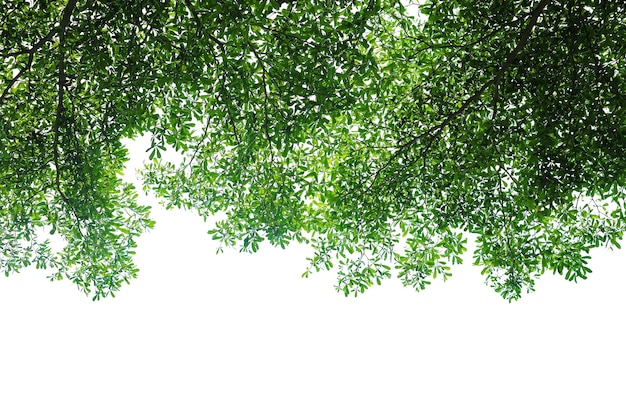 Feuille verte et brindille isolé sur fond blanc