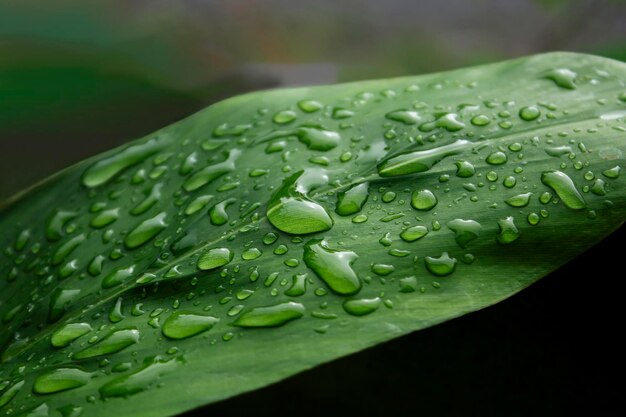 Feuille verte avec bulle goutte d'eau sur les feuilles fond sombre et flou