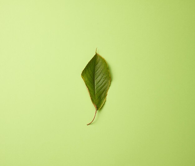 Feuille verte de cerise douce sur fond vert, mise à plat