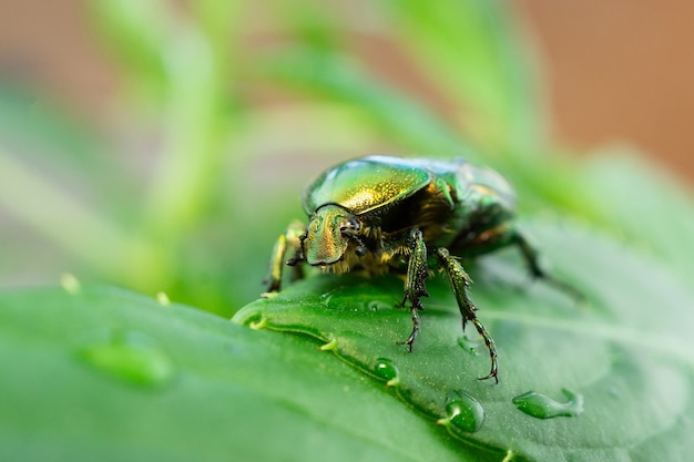 Feuille verte de cétoine aurata