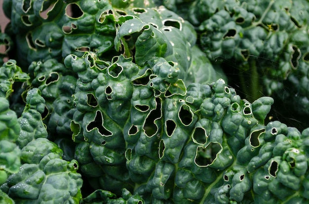 Feuille Verte De Chou Avec Des Trous Mangés Par Les Ravageurs Et Les Chenilles