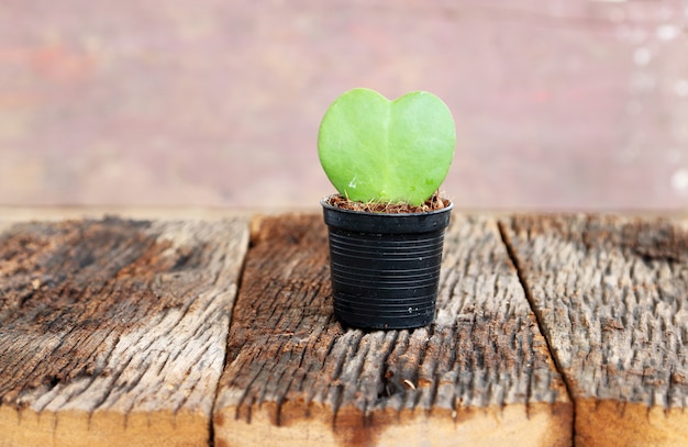 Feuille verte et coeur rouge en pot de fleur