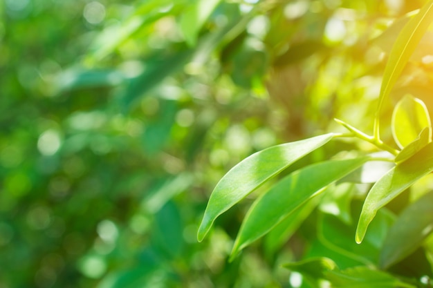 Feuille verte sur le concept de fond de verdure floue.