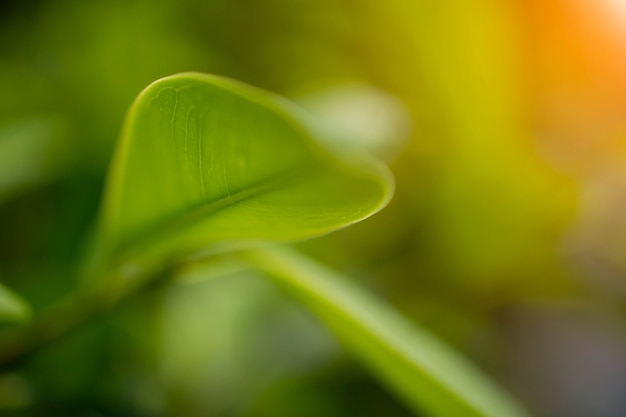 Feuille verte sur le concept de fond de verdure floue