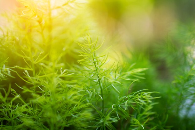 Feuille verte sur le concept de fond de verdure floue