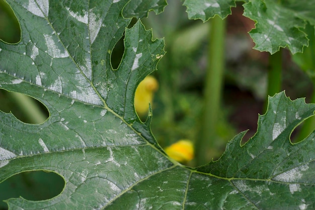 Feuille verte de courgettes avec gros plan dans le jardin d'été