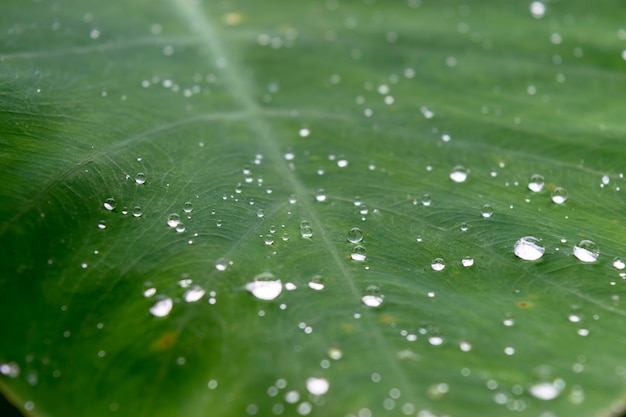 feuille verte dans la forêt