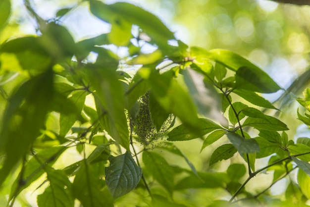 feuille verte dans le jardin en été sous la lumière du soleil.