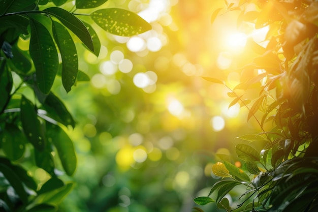 Feuille verte dans le jardin avec le soleil à l'arrière-plan de la nature