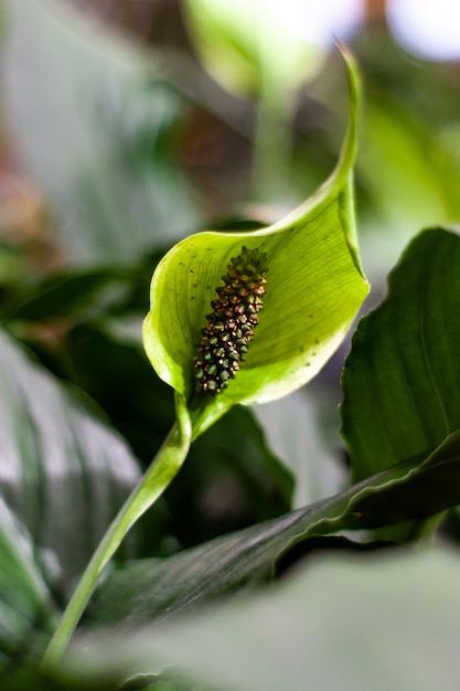 Feuille verte dans le jardin