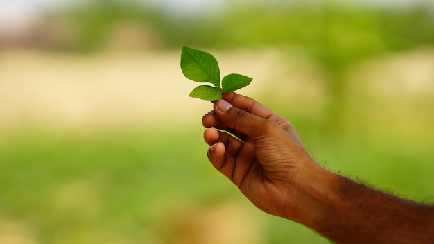 Feuille verte dans la main