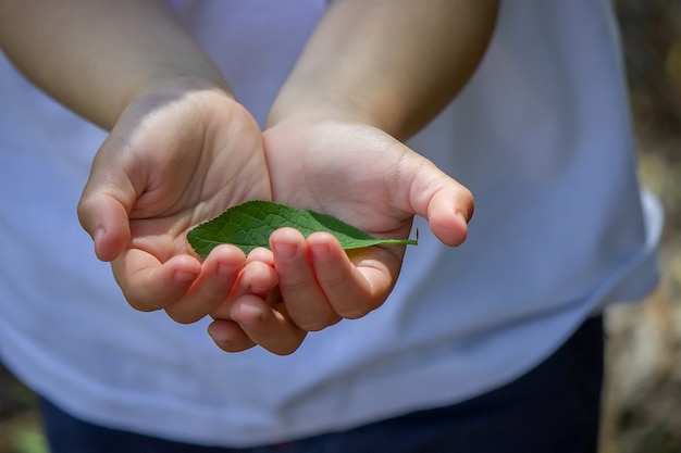 Feuille verte dans les mains d'une reyenka. Nature. Mise au point sélective.