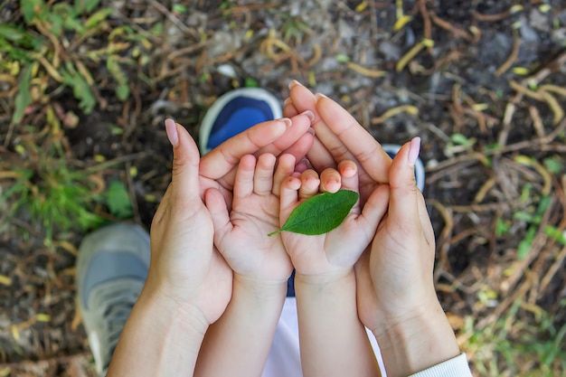 Feuille verte dans les mains d'une reyenka. Nature. Mise au point sélective.