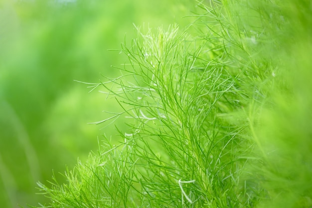 Feuille verte dans les plantes vertes du jardin se bouchent pour re fond frais paysage de nature ou le papier peint.