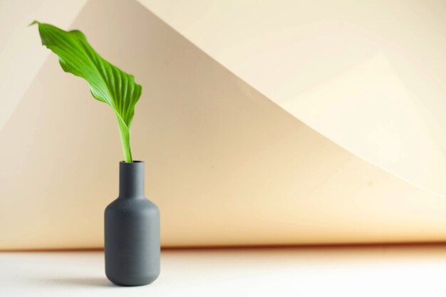 Feuille verte dans un vase sur beige