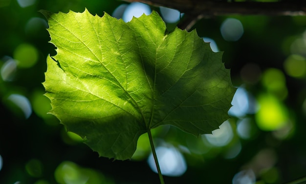 feuille verte du vignoble dans les rayons du soleil sur un arrière-plan flou