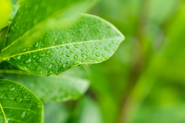 Feuille verte avec de l&#39;eau descend le fond de bokeh